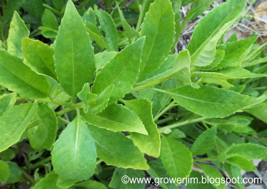 Longevity Spinach Tip Cuttings | Gynura Procumbens | Edible Green for Gardening & Hydroponics | Fresh, Nutritious, Easy to Grow