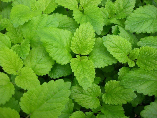 Lemon Balm Seeds - 235 Heirloom Perennial Herb Melissa officinalis for Gardening & Culinary Use, Non-GMO, USA Grown