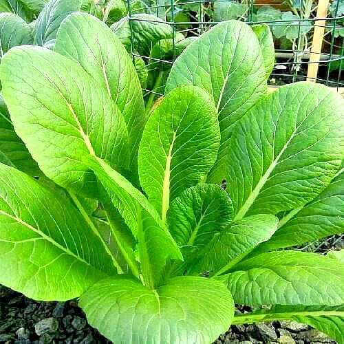 Mustard Seeds for Microgreens Florida Broadleaf Non-GMO Heirloom 2000+ Seeds Brassica juncea