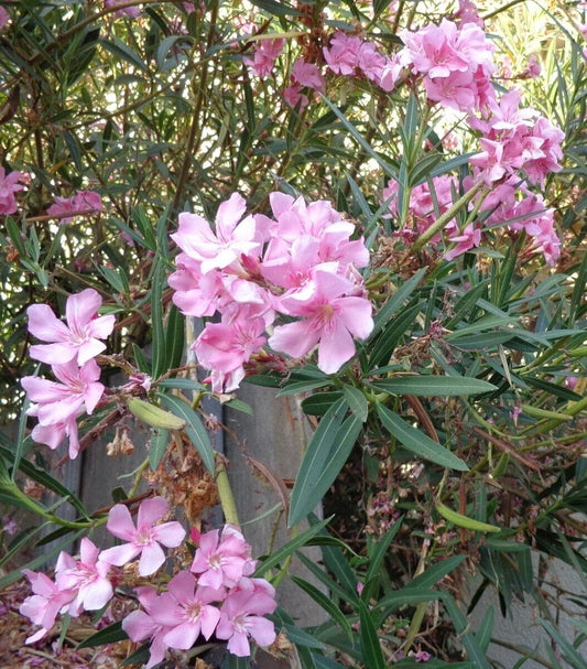 Oleander Plant Cuttings 7" Pink Live Flowers for Propagation Nerium oleander