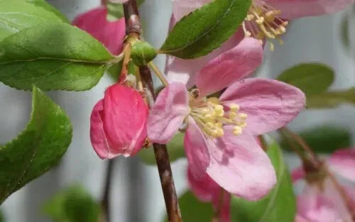 Louisa Crabapple Seeds - 25+ for Garden Planting, Malus 'Louisa', Ornamental Tree, Pink & White Flowers, Attracts Pollinators
