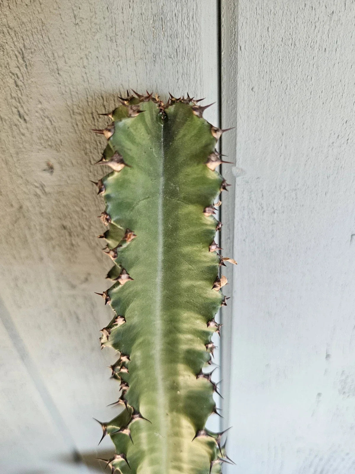 Euphorbia Cutting 16-17" | Euphorbia ammak Succulent for Indoor Outdoor Gardens | Unique Desert Plant