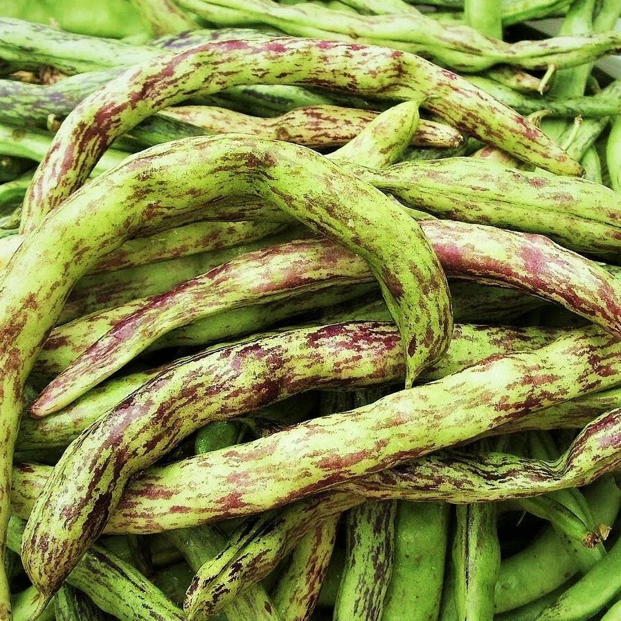 Rattlesnake Bean Seeds | Purple Green Dragon Runner Pole Variety | Phaseolus coccineus | Heirloom, Edible, Climbing Vine