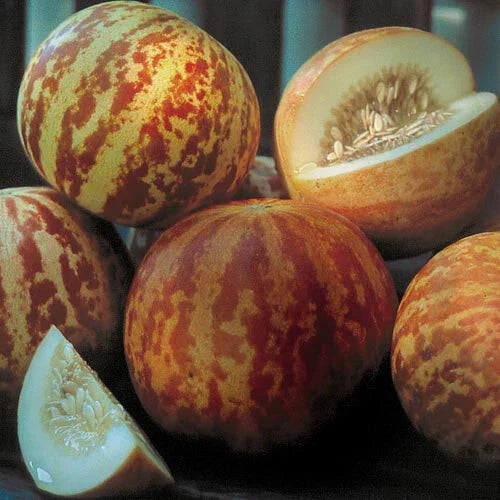 Tigger Melon Seeds - 10 Heirloom Non-GMO Seeds - Watermelon Variety - Cucumis melo 'Tigger' - Perfect for Home Gardens