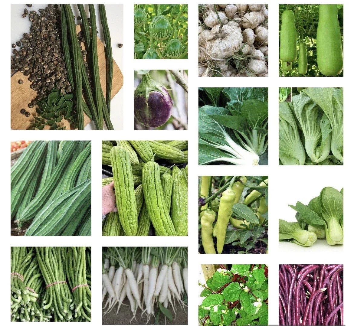 Asian Vegetable Seeds Starter Bundle – 20 Non-GMO Heirloom Varieties for Home Gardening, Container, Raised Bed Cultivation