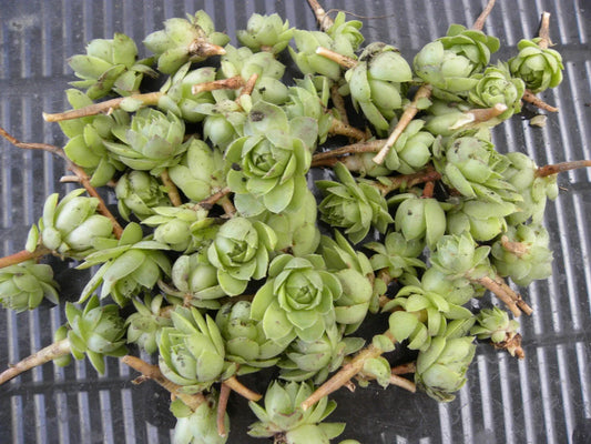 Lot of 50 Succulent Plants – Hens & Chicks Echeveria spp. – Small Perennial Rosette Succulents for Gardening