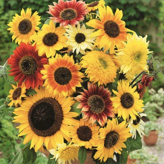 Sunflower Seeds Mix - HERE COMES THE SUN - 6 Varieties Non-GMO Pollinator Attracting Helianthus annuus Seed Packet