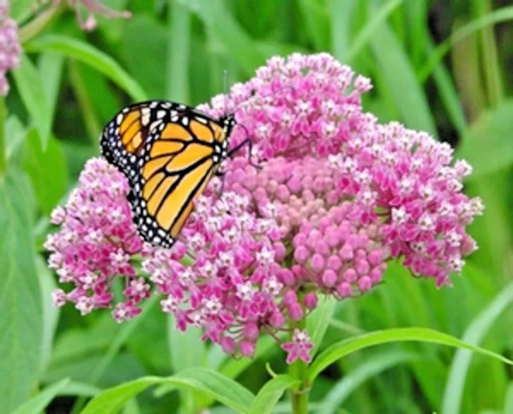 Swamp Rose Milkweed Seeds - 50+ Premium Native Wildflower Seeds - Asclepias incarnata - Attract Butterflies & Pollinators