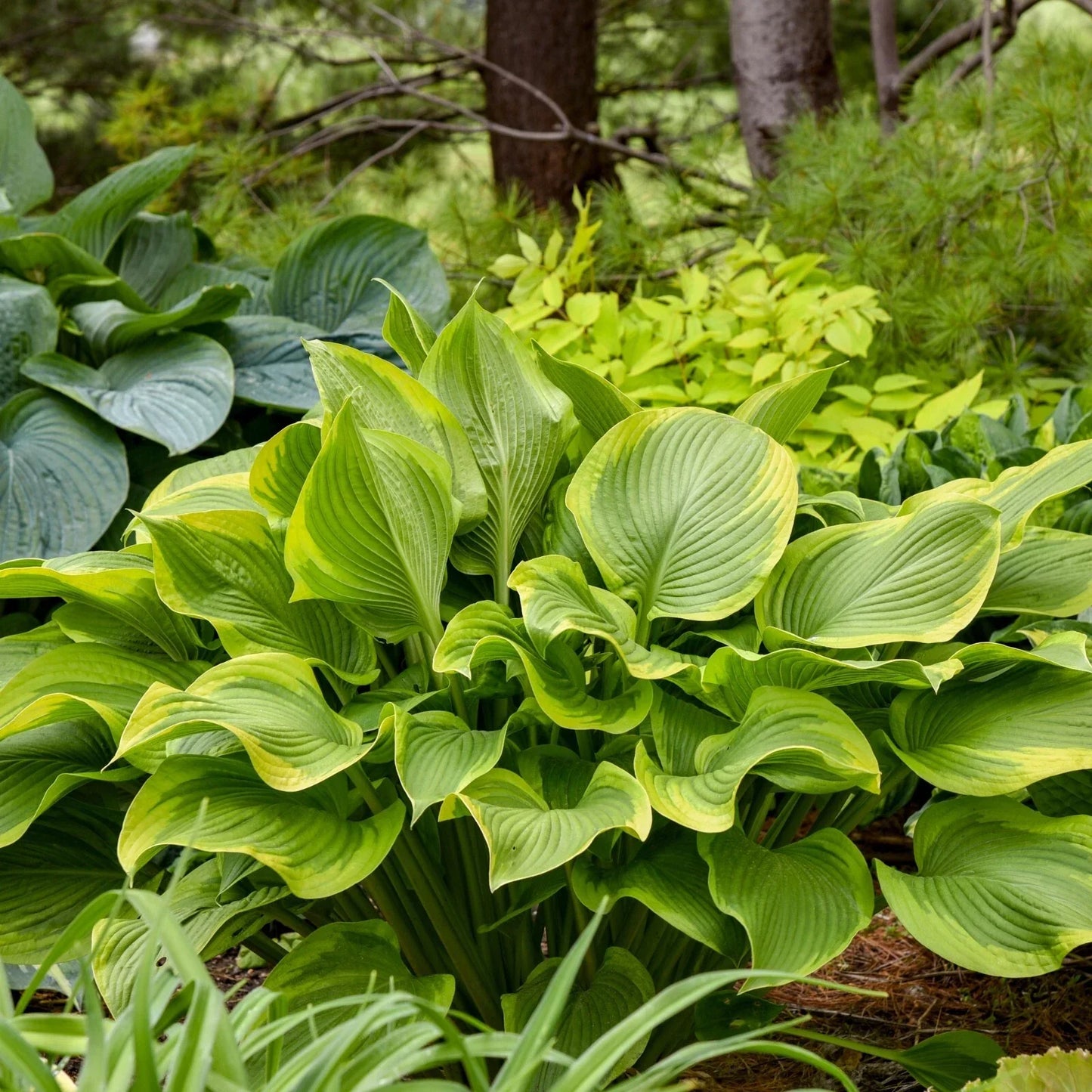 Hosta Plant 5.25" Pot Lone Star Variegated Perennial Shade Plant (Hosta 'Lone Star')