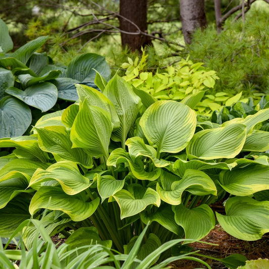 Hosta Plant 5.25" Pot Lone Star Variegated Perennial Shade Plant (Hosta 'Lone Star')