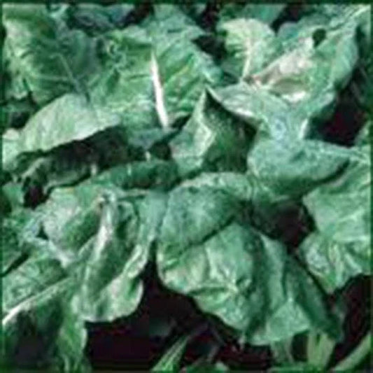Heirloom Spinach Seeds Pack – Non-GMO, 500 Seeds, Spinacia oleracea, Organic, Easy to Grow for Home Gardens