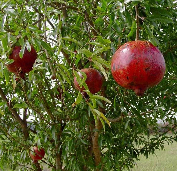 Pomegranate Plant - 'Wonderful' Variety in Nursery Pot | Live Punica granatum for Garden, Patio, or Container Gardening