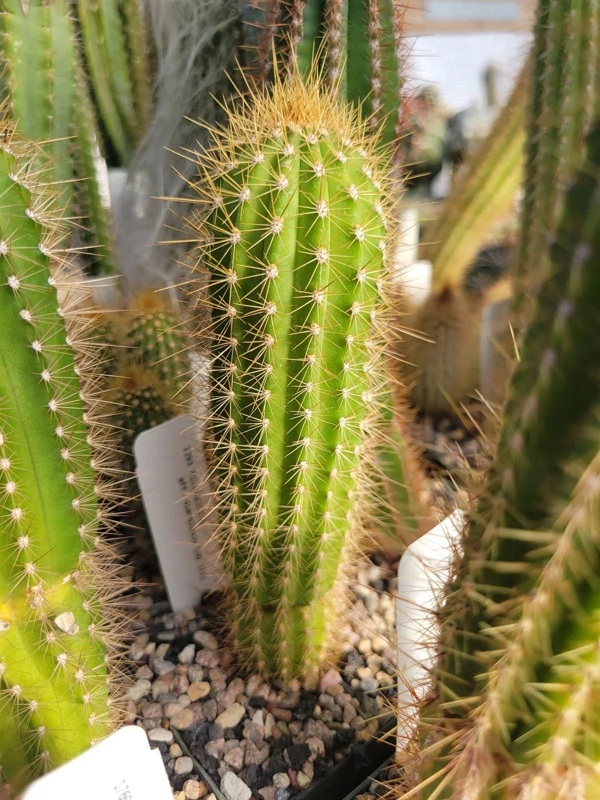 Pilosocereus aff. diersianus Cactus Succulent Plant - Unique Blue-Green Variety - GO 271