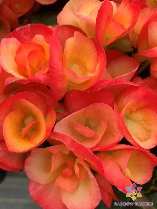 Carnival Rose Begonia Seeds - 25+ Pack for Garden, Container, Indoor & Outdoor Planting - Begonia x tuberhybrida