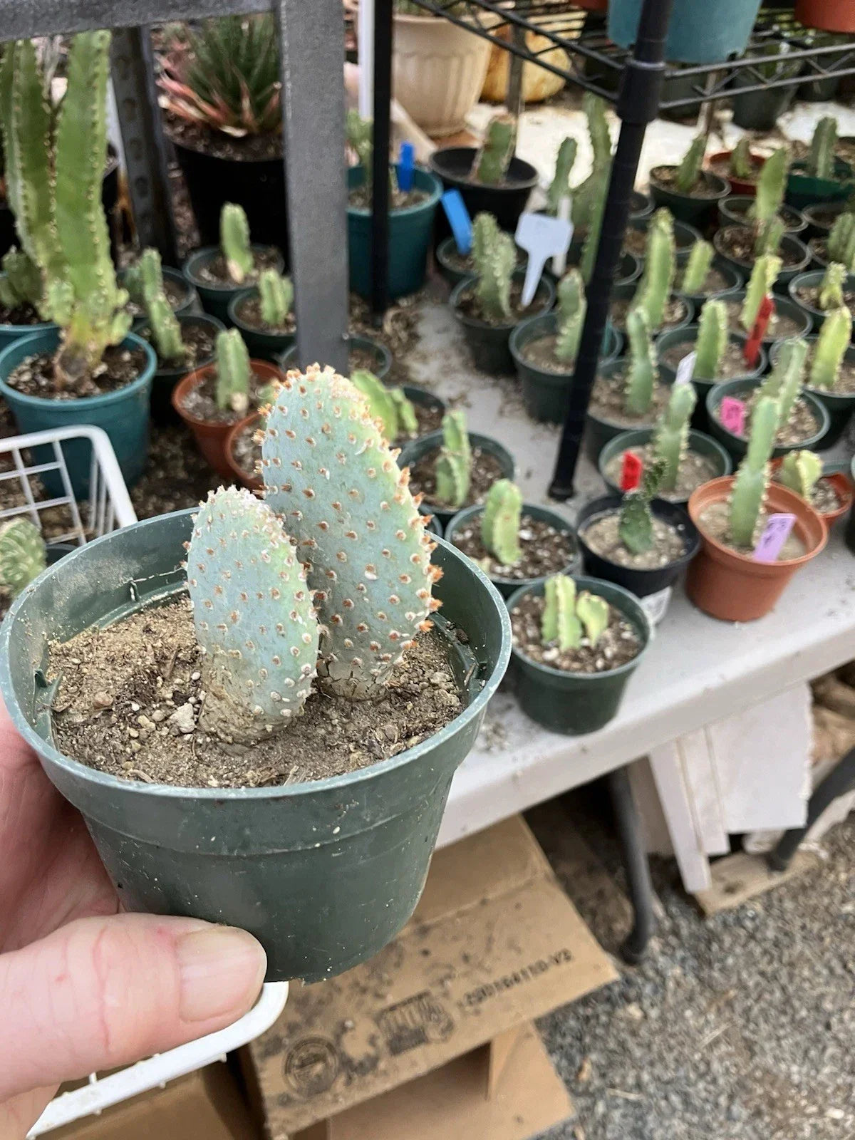 Beavertail Cactus 4" Opuntia basilaris Drought-Tolerant Succulent for Indoor Outdoor Gardens