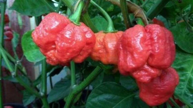 Trinidad Moruga Scorpion Hot Pepper Seeds – 15 Premium Capsicum chinense – World's Hottest Variety with Fruity Flavor