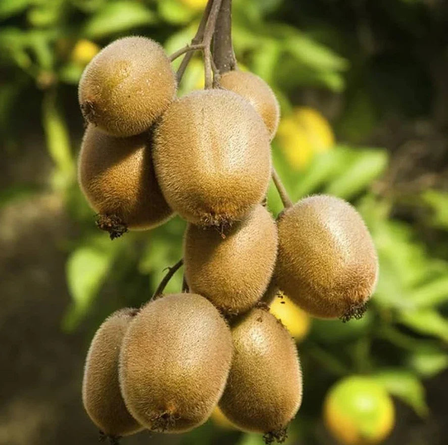 Set of 2 Hardy Kiwi Plants 4-6" Rooted Actinidia arguta for Home Garden, Edible Landscape, Cold Hardy Vining Plants