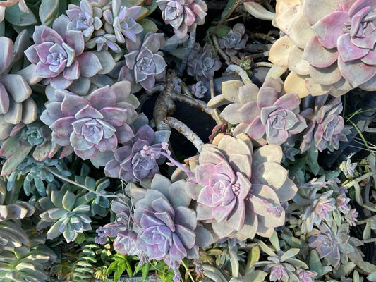 Graptopetalum Purple Delight Succulent Plant in 4-inch Pot, Rare Indoor Plant for Home Decor, Succulent Collection
