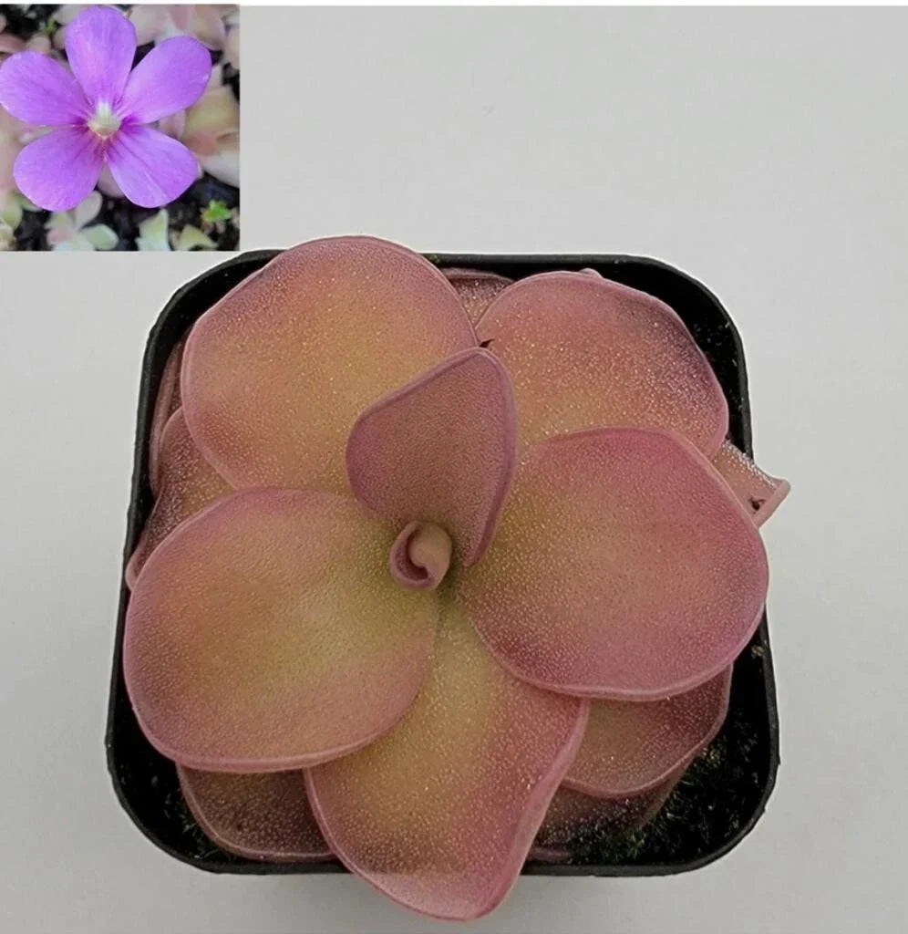 Bare-Root Butterwort Pinguicula pirouette Carnivorous Plant with Rosette, Indoor or Outdoor, Easy Care