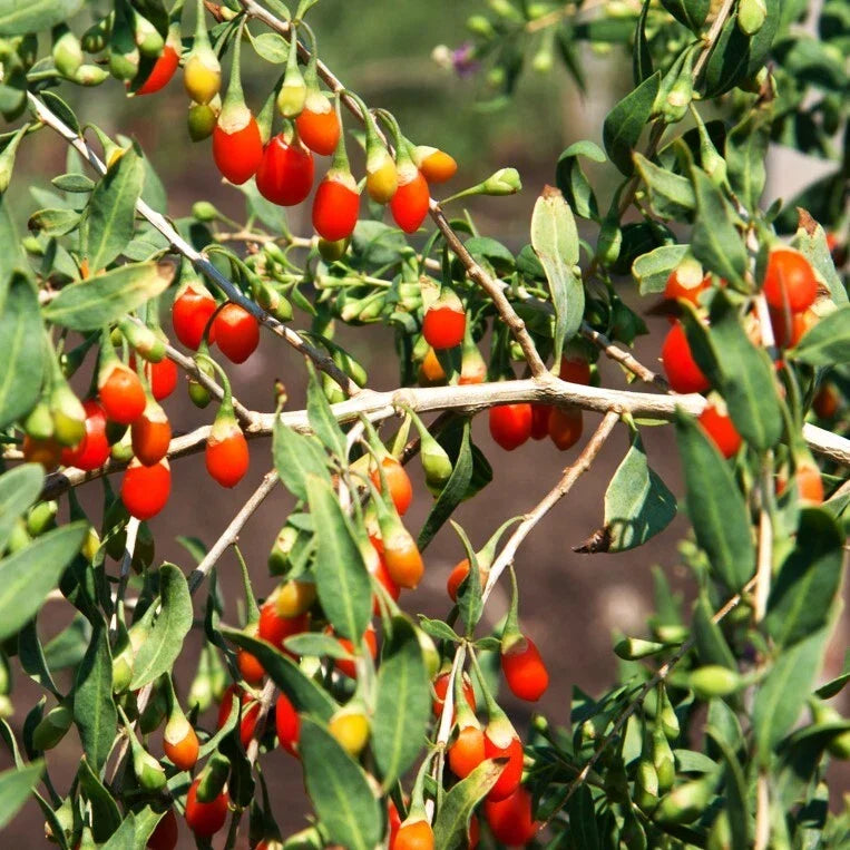 Goji Berry Seeds Pack of 20 | Lycium barbarum | Chinese Superfruit, Nutritious Berries, Perennial Shrub for Home Gardens