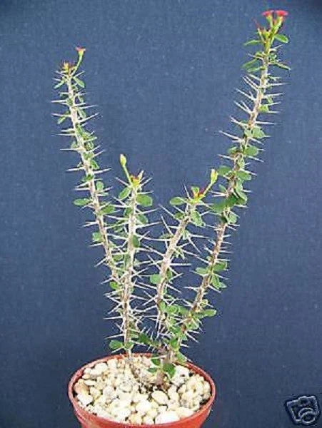 Euphorbia guillemetii Hybrid Succulent Plant 4" Pot, Rare Drought-Tolerant Indoor Outdoor Houseplant, Unique Texture