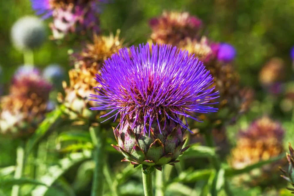 Cardoon Thistle Seeds - 200+ Premium Cynara cardunculus Edible Perennial for Garden, Ornamental & Pollinator Attraction