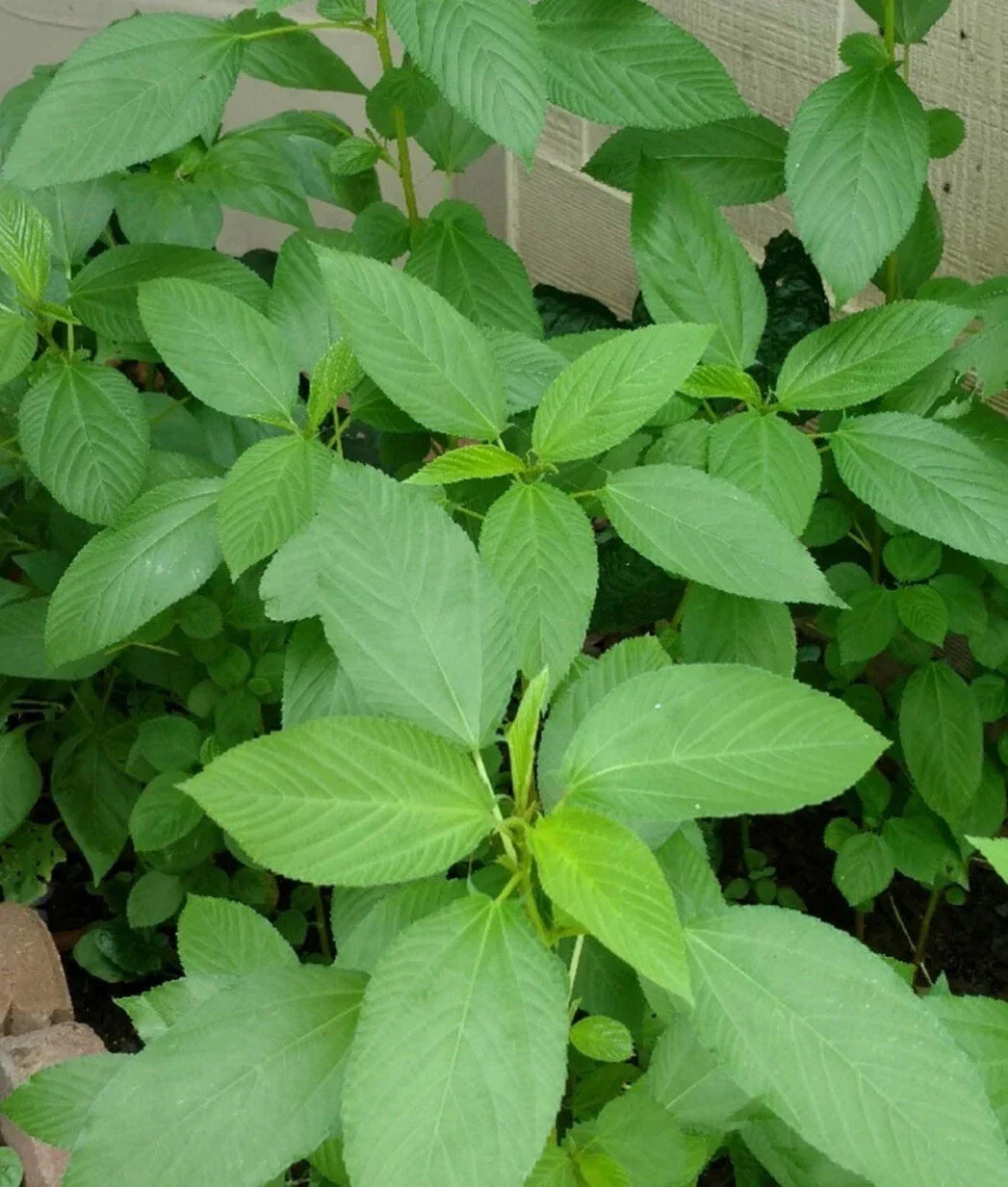 Egyptian Spinach Seeds - 500+ Saluyot Jute Molokhia Corchorus olitorius for Home Garden, Nutritious Leafy Green, Easy to Grow