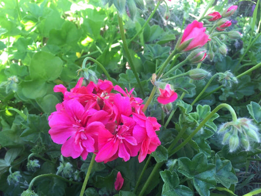 Hot Pink Pelargonium Peltatum Ivy Geranium Live Plant 6" Starter Cuttings for Container Gardening & Hanging Baskets