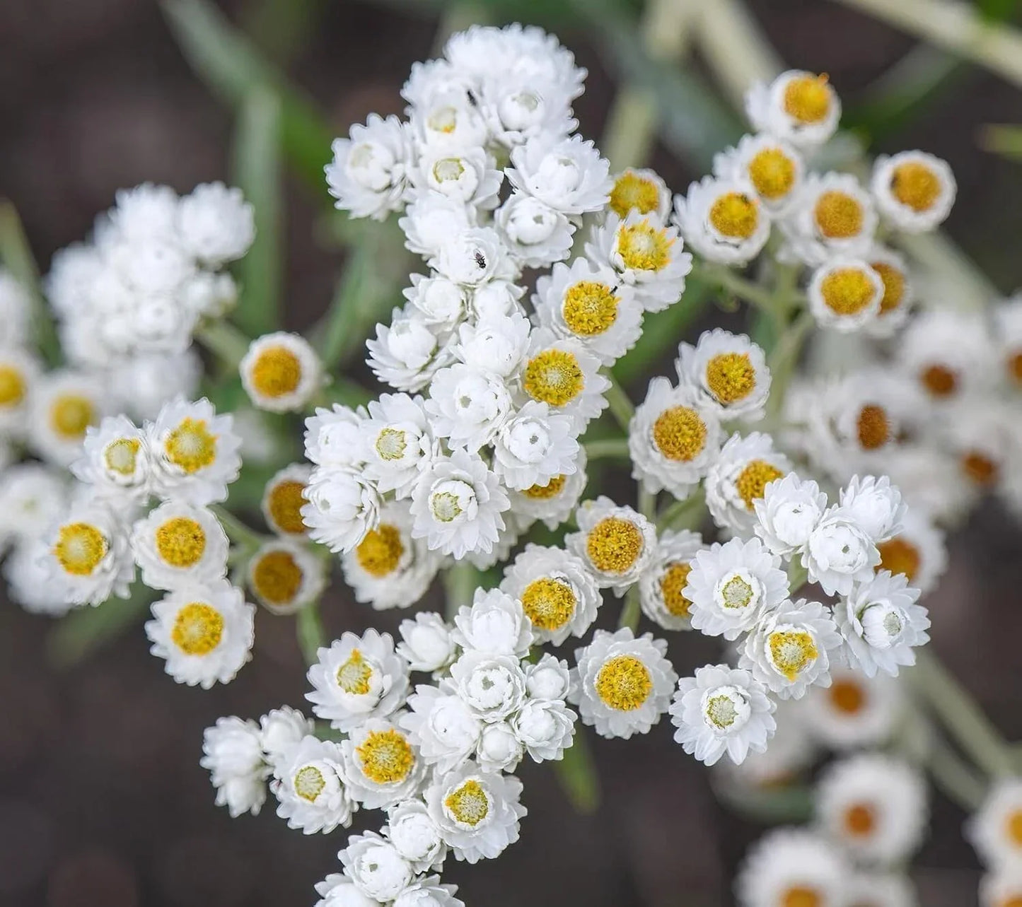 Pearly Everlasting Wildflower Seeds - Anaphalis Margaritacea - Drought Tolerant Perennial Garden Plant - 40 Seeds