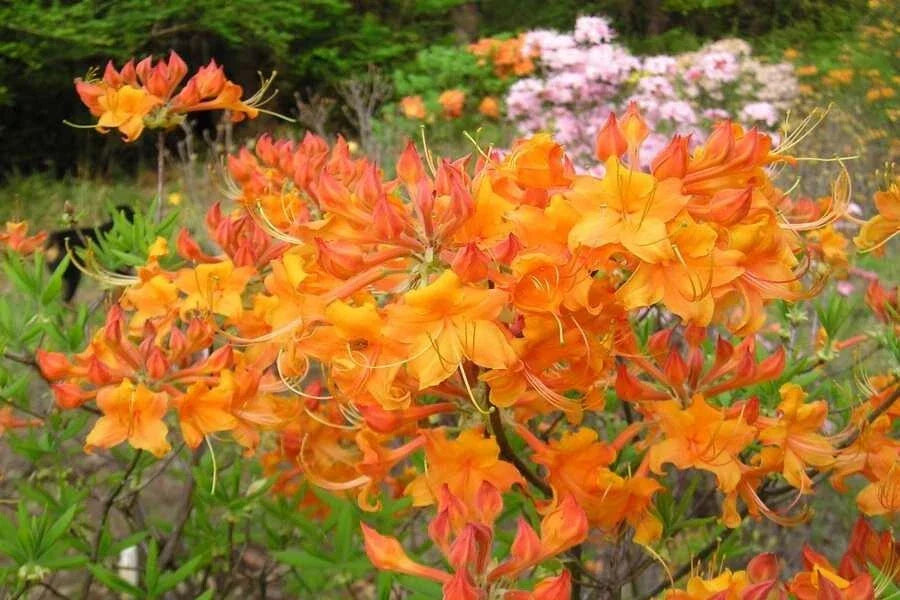 Aromi Azalea Starter Plant - Tipsy Tangerine - Rhododendron 'Tipsy Tangerine' - Dormant Small Deciduous Plant for Garden