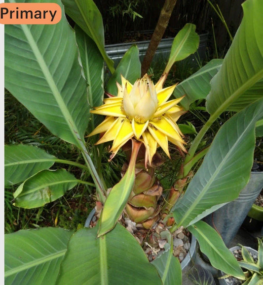 Live Starter Plant - Chinese Dwarf Yellow Banana - Golden Lotus - Musella Lasiocarpa - Tropical Foliage Plant