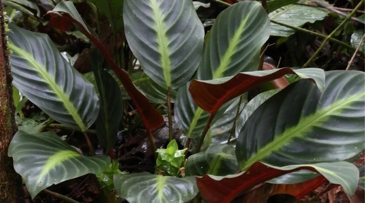 Ecuadoriana Calathea Seeds - 25+ Pack, Indoor & Outdoor Planting, Calathea rufibarba, Vibrant Foliage, Non-GMO, USA Seller