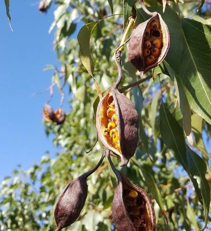 Australian Bottle Tree Seeds – 4 Pack Brachychiton populneus, Native Australian Tree for Gardening and Landscaping