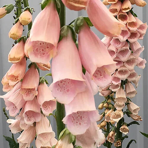 Foxglove Seeds 200-4000 Apricot Beauty Digitalis purpurea Non-GMO Flower Seeds for Garden, Pollinator Attracting, Easy to Grow