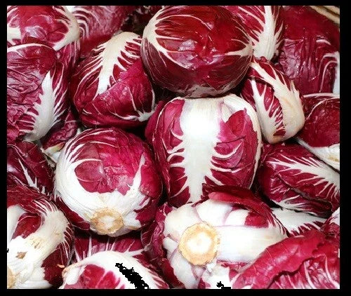 Radicchio Seeds Bulk 5,000 Rouge De Verona Cichorium intybus Non-GMO for Salad Gardens