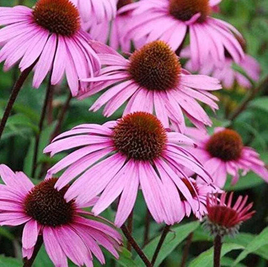Large Live Echinacea Plant, Sweet Pow Wow Variety, Well Rooted, 3 Years Old, Pollinator-Friendly Perennial