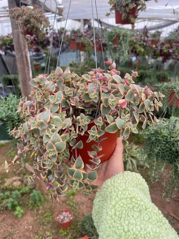 Crassula Marginalis Rubra 'Variegata' Succulent Cuttings – 3 Healthy Calico Kitten Plants, Variegated Foliage, Easy Care, Perfect for Plant Lovers