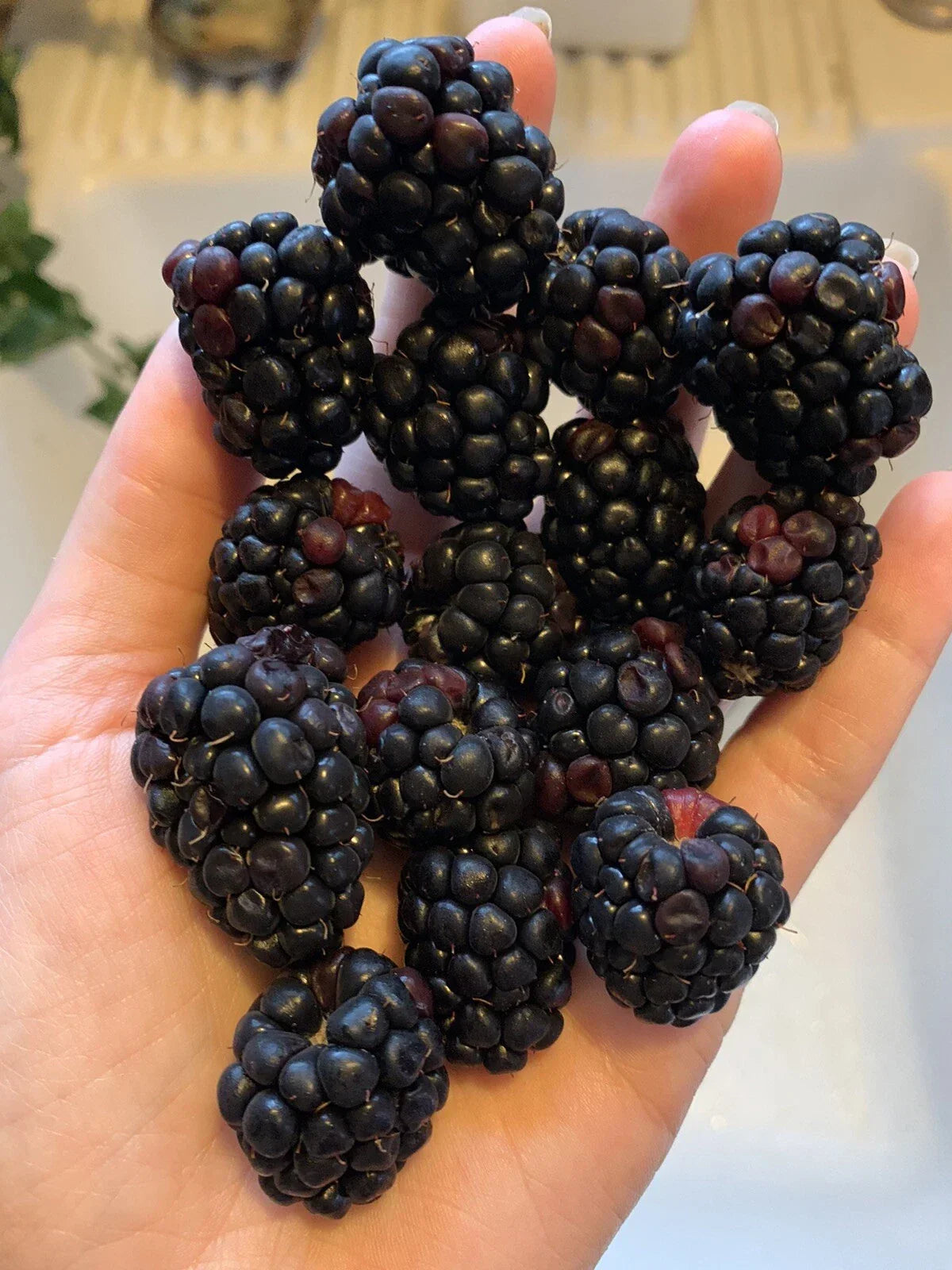 Blackberry Seeds - 100 Organic Edible Berry Seeds for Home Garden - Rubus fruticosus - Juicy, Sweet Blackberries