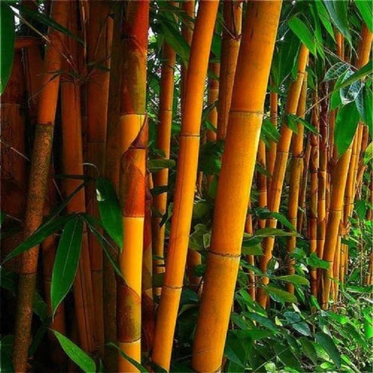 Orange Bamboo Seeds - Clumping Grass for Privacy Screen - Bambusa vulgaris 'Vittata' - Drought-Resistant, Fast-Growing Garden Plant