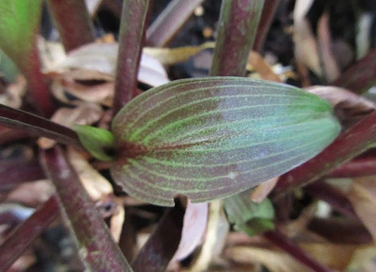 Hosta Plant in 5.25" Pot - Wisconsin Red Perennial for Shade - Heart-Shaped Leaves, Vibrant Red Margins, Hardy Hosta spp.