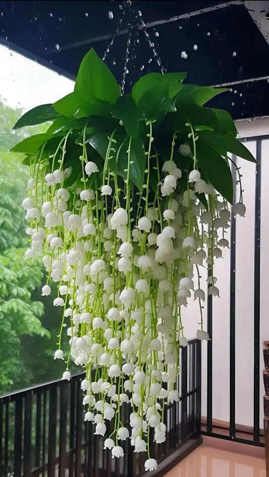 Lily of the Valley Seedlings - 15 Bare Root Plants - Convallaria majalis - Fragrant Perennial Ground Cover