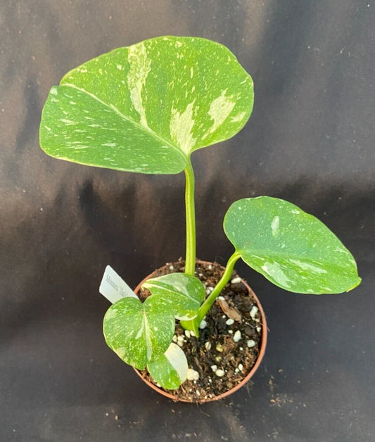 Monstera 'Thai Constellation' Rooted Plant in 3" Pot | Rare Variegated Monstera deliciosa Houseplant