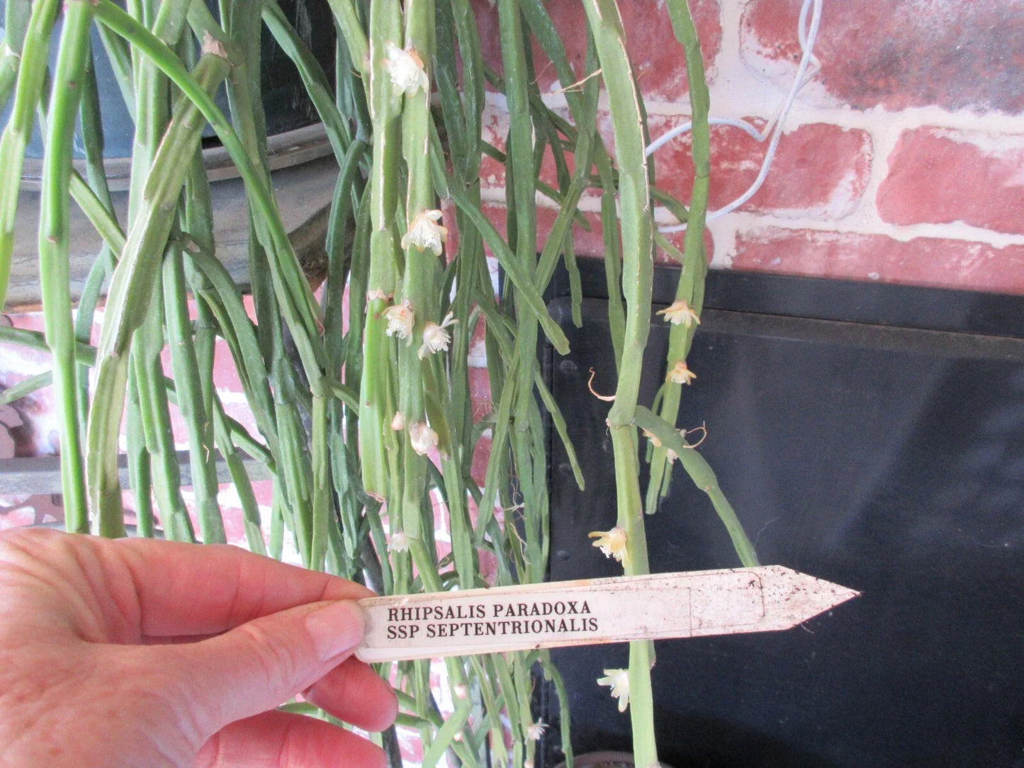 Rhipsalis Cuttings - 2 Pieces - Paradoxa ssp Septentrionalis - 8" Succulent Plant for Hanging Baskets and Containers