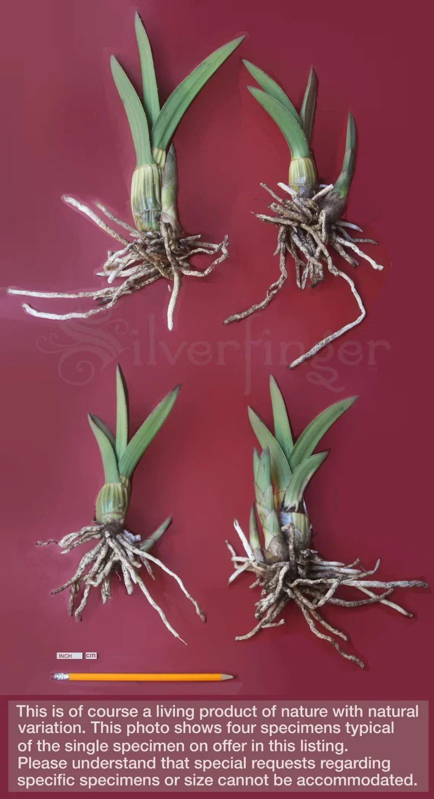 Eulophia petersii Succulent Orchid Live Plant or Seeds - Arid Desert Orchid with Yellow-Orange Flowers