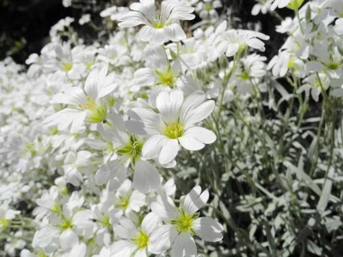 Snow In Summer Seeds - 200+ White Flower Perennial Ground Cover - Cerastium tomentosum - Drought-Resistant, Low Maintenance, Pollinator-Friendly