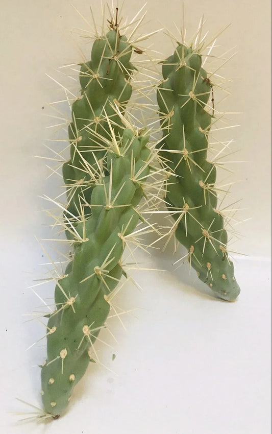 Live Jumping Cholla Cactus Cuttings - 3 Cylindropuntia Fulgida Desert Plants for Indoor Outdoor Gardens