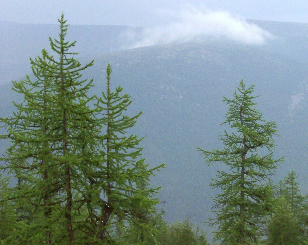 Siberian Larch Seeds Pack of 40 Larix sibirica Hardy Conifer for Landscaping & Reforestation