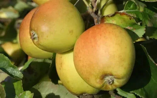 Golden Russet Apple Seeds - Organic Malus domestica for Home Garden Planting, 25+ Seeds, Non-GMO, Crisp Sweet Apples