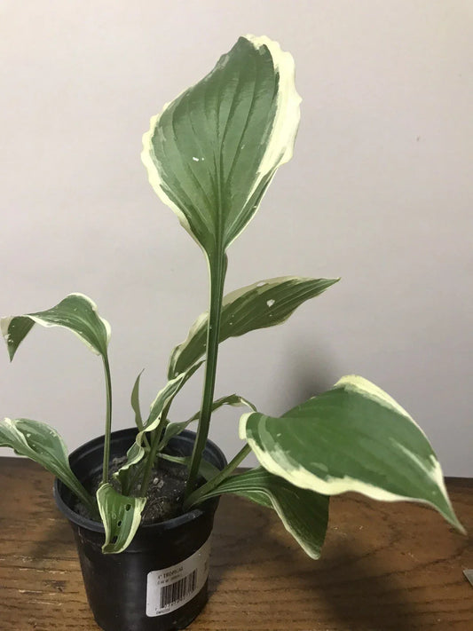 Hostas Starter Plant 4-Inch Pot Well Rooted Live Plant Hosta spp. for Shade Garden, Landscape Borders