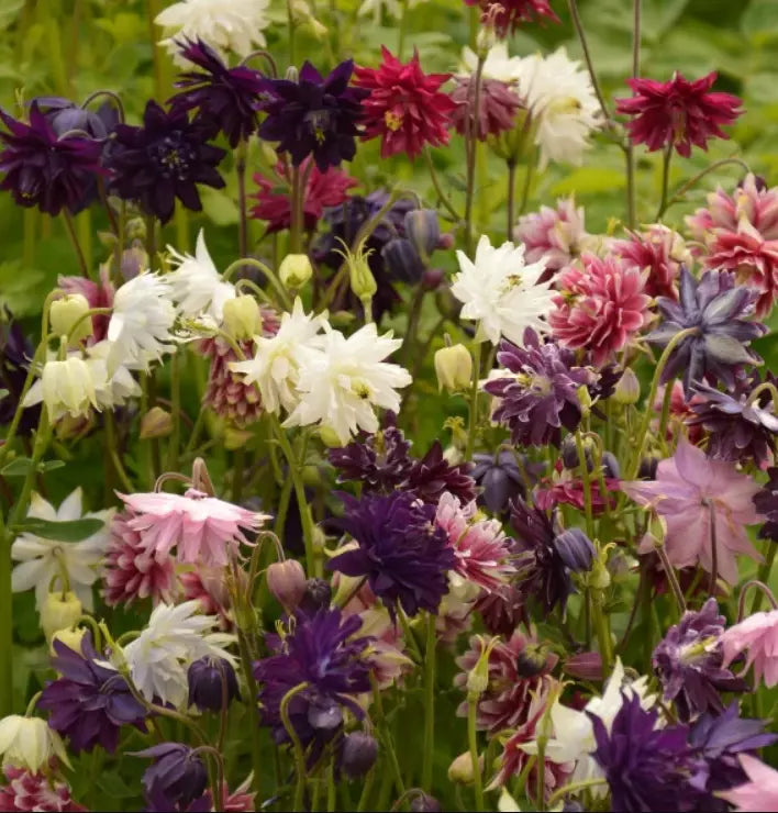 Columbine Seeds Barlow Mix Perennial Double Blooms Non-GMO Aquilegia vulgaris 100 Pack for Gardens, Borders, and Pollinator Attracting